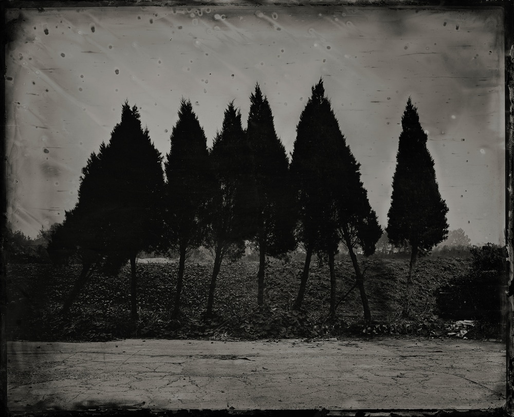 trees on black and white film
