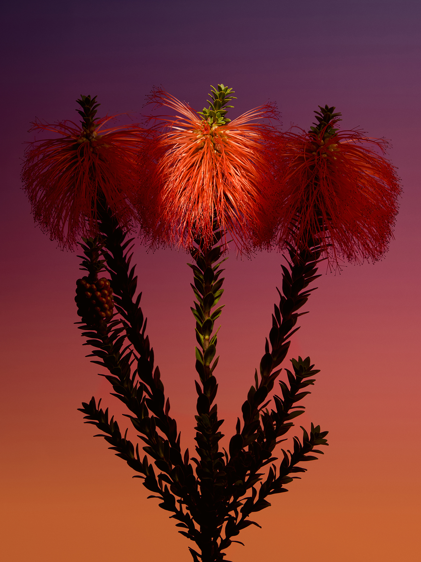 Seasons in Bloom - Summer